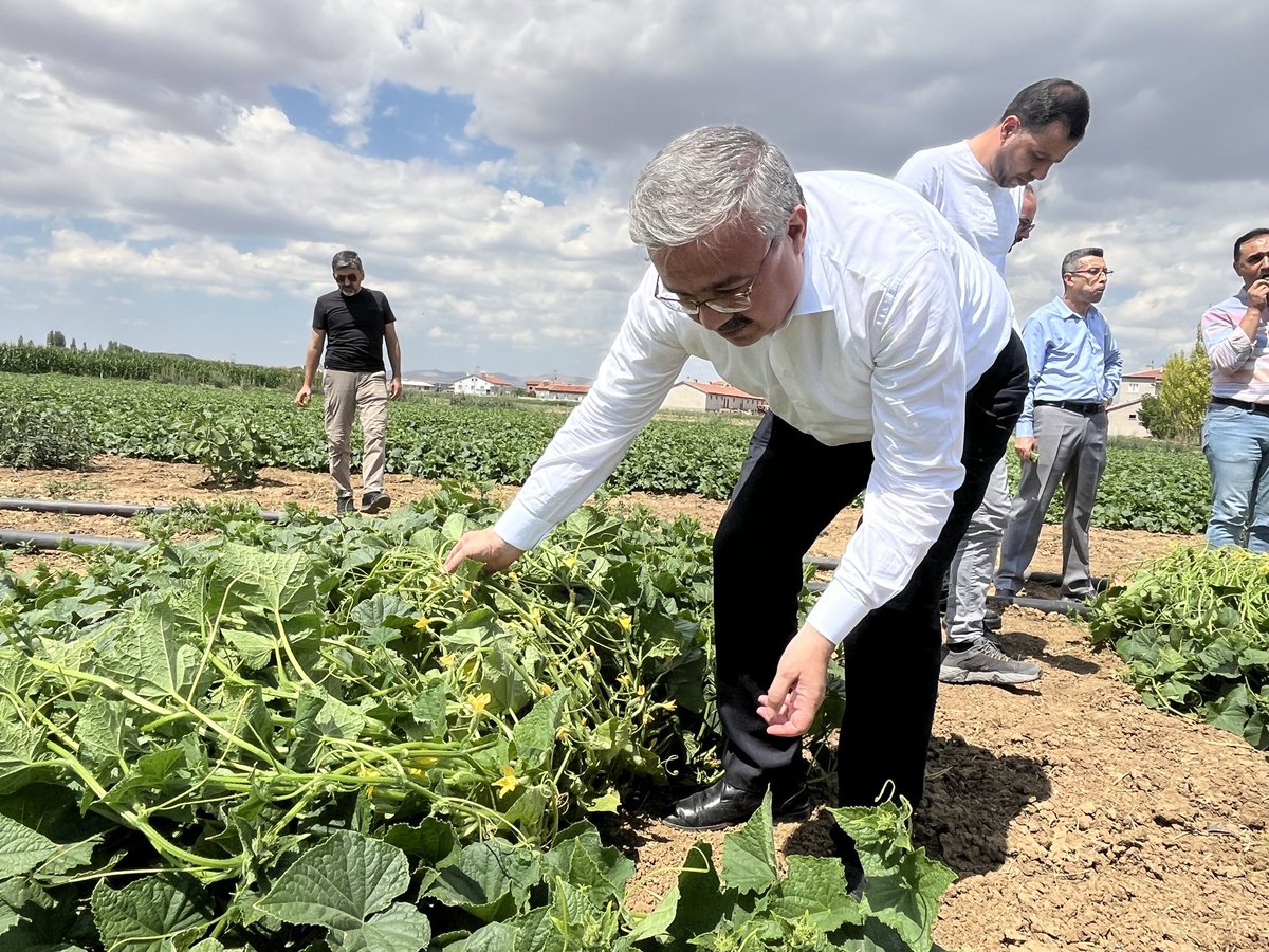 Tarım İl Müdürlüğü'nden Kornişon Salatalık İhracatına Serbestlik