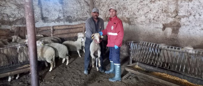 Ülkesel Halk Elinde Küçükbaş Islah Projeleri, Afyonkarahisar'da Uygulama Aşamasında