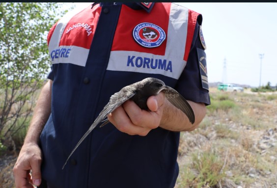 JANDARMADAN DUYGULANDIRAN DAVRANIŞ