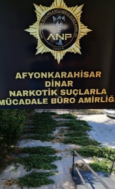 Ormanlık alanda  250 kök uyuşturucu Madde ele geçirildi