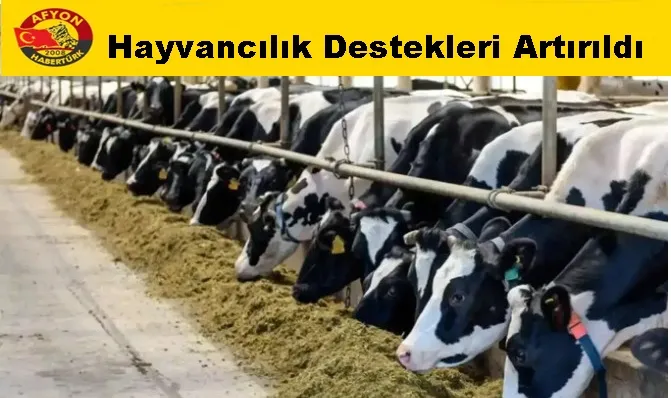 Hayvancılık Destekleri Artırıldı