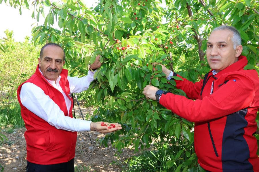 Kirazda rekorlar kırdığımız bir yıl olacak