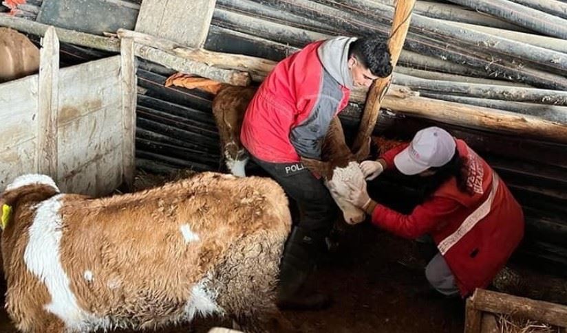 Sandıklı’da büyükbaş hayvanlara aşılama çalışması sürüyor