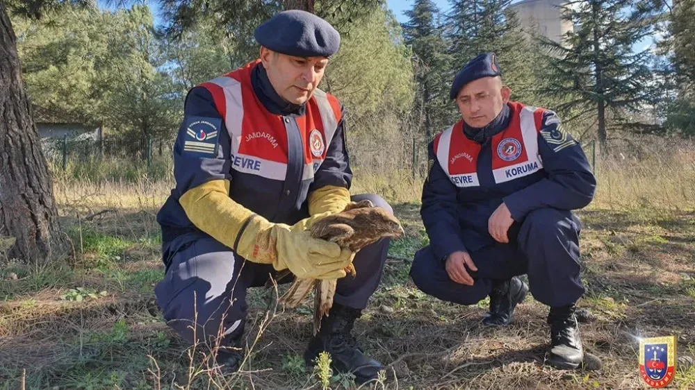 Jandarma'dan Kış Şartlarında Yaban Hayvanlarına Destek