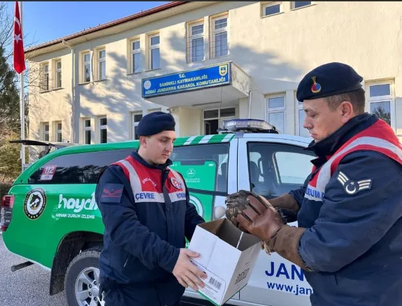 JANDARMANIN YAKALADIGI YARALI SAHİN TEDAVİ ALTINA ALINDI