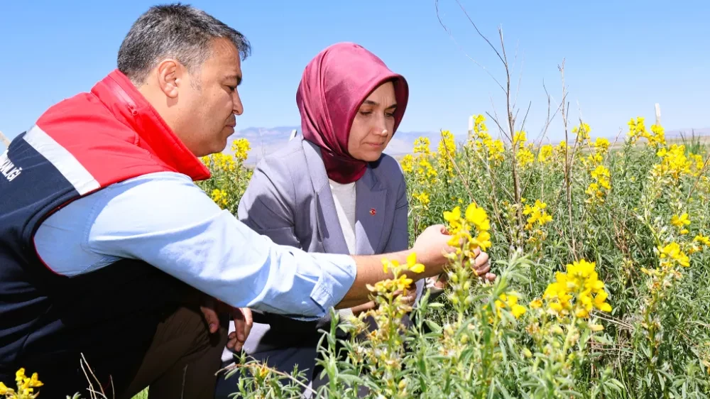 Vali Yiğitbaşı Endemik Eber Sarısı Çiçeğini İnceledi