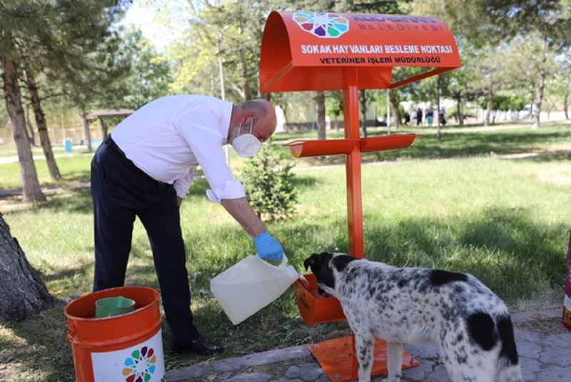 Kocasinan’da Kedi Kasabasi kuruluyor