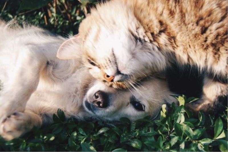 KEDI VE KÖPEKLERE DERIALTI MIKROÇIP UYGULANACAK