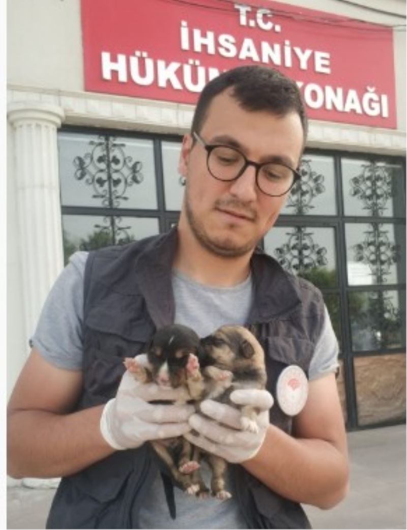 6 Köpek Yavrusuna Ihsaniye Kaymakamligi Sahip Çikti.