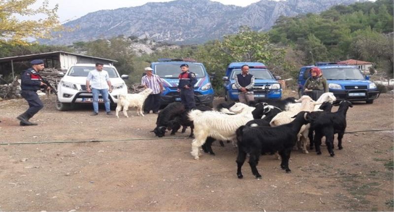 Kayip Dag Keçileri Jandarma Tarafindan Bulundu