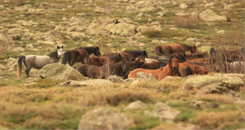 Kumalardagindaki Yilka Atlari Bügülüyor