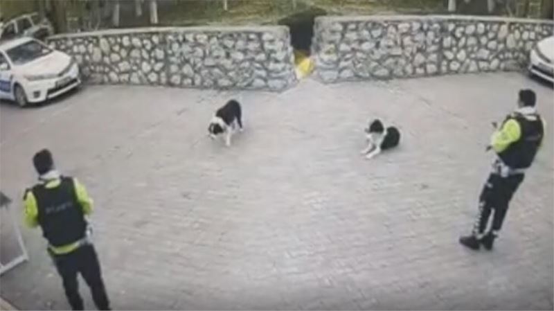 Malatya'da ayagindan tüfekle vurulan köpegi polis ekipleri sahiplendi