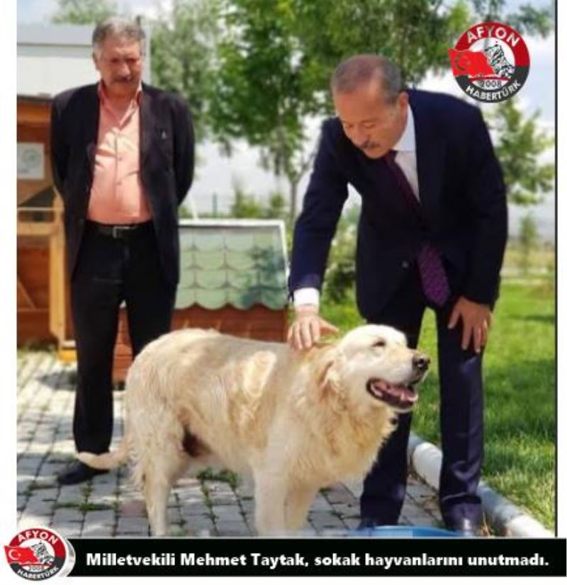 Milletvekili Mehmet Taytak, sokak hayvanlarini unutmadi.